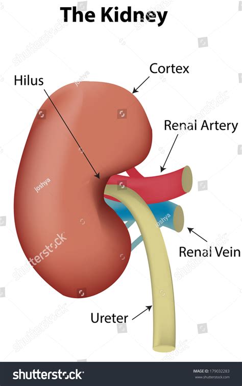 Labeled Kidney Diagram Stock Vector 179032283 Shutterstock