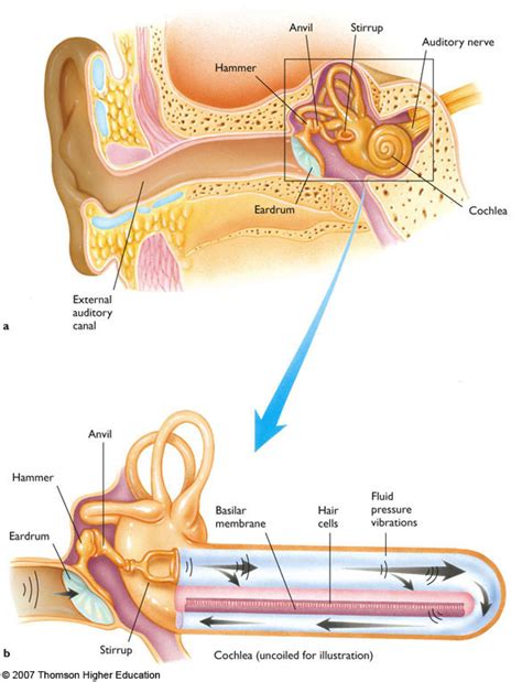 Psyc Exam Review Diagram Quizlet