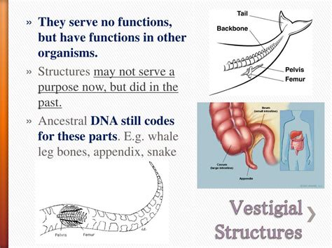 Ppt Evidence For Evolution Powerpoint Presentation Free Download