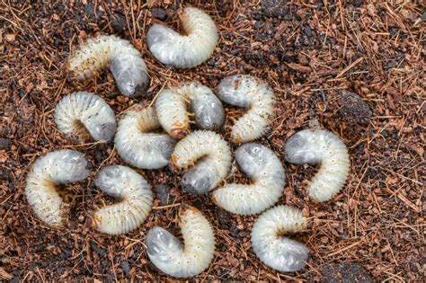 Image Of Grub Worms Beetle In Garden May Beetle Larvae Close Up Source Of Protein Entomology