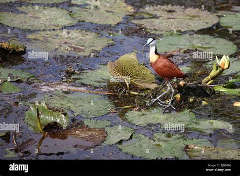 Blaustirn Blatthühnchen African jacana Actophilornis africanus