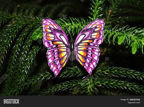 Real Purple Butterfly Images