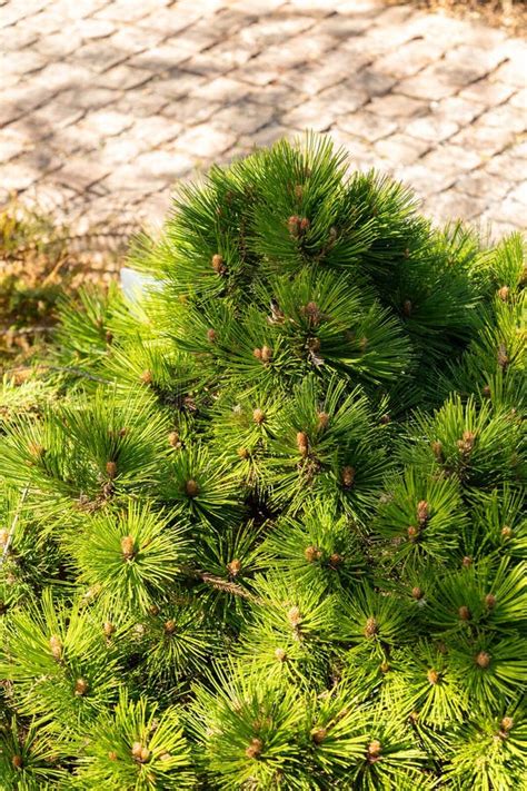 Bosnian Pine Or Pinus Heldreichii Plant In Saint Gallen In Switzerland