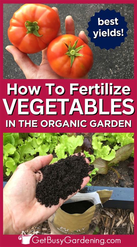 Fertilizing Your Vegetable Garden Everything You Need To Know In 2024