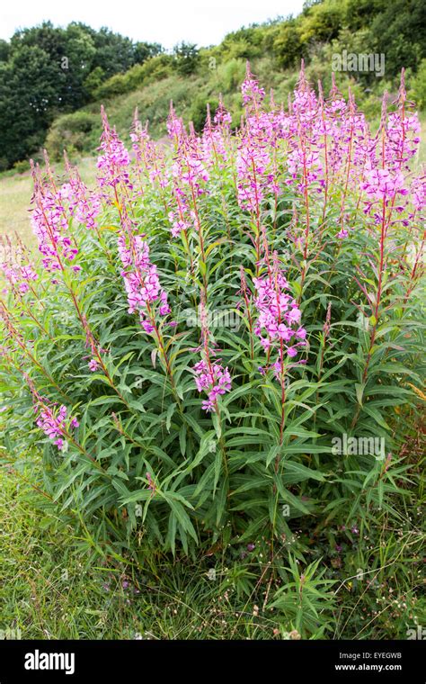 Willow Herb Hi Res Stock Photography And Images Alamy