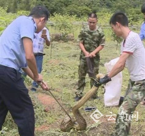 25米巨蟒生吞家鸡后酣睡 民警捕获后放生图云南哀牢山蟒蛇新浪新闻