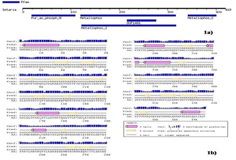 A Functional And 1b Secondary Structure Of Purple Acid Phosphatase