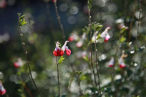 Flor Naturaleza Planta Flores Foto Gratis En Pixabay Pixabay