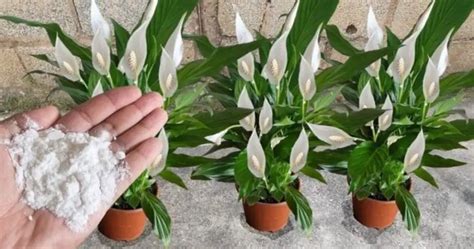 C Mo Hacer Un Fertilizante Para Plantas El M Todo Con El Desperdicio