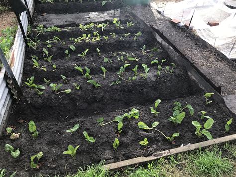 Closure of the Gardens by the CCF — Collingwood Community Gardens