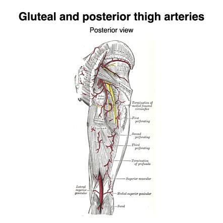 Superior Gluteal Artery