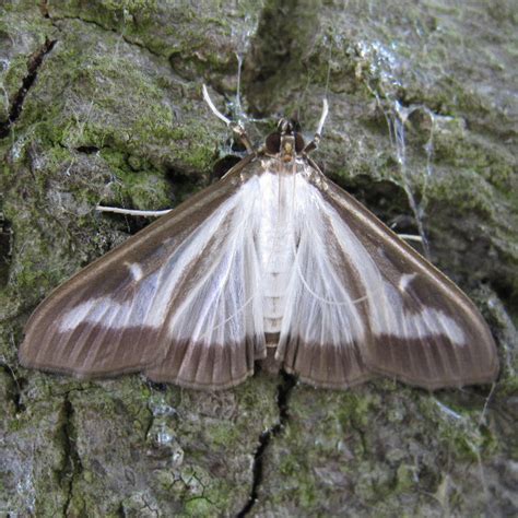 Box Tree Moth