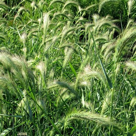 Canadian Wild Rye Grass