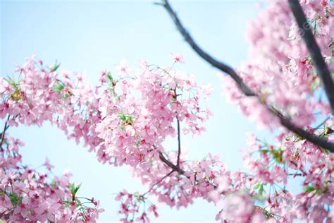 Cherry Blossom Romantic Photography Illustration Spring Background