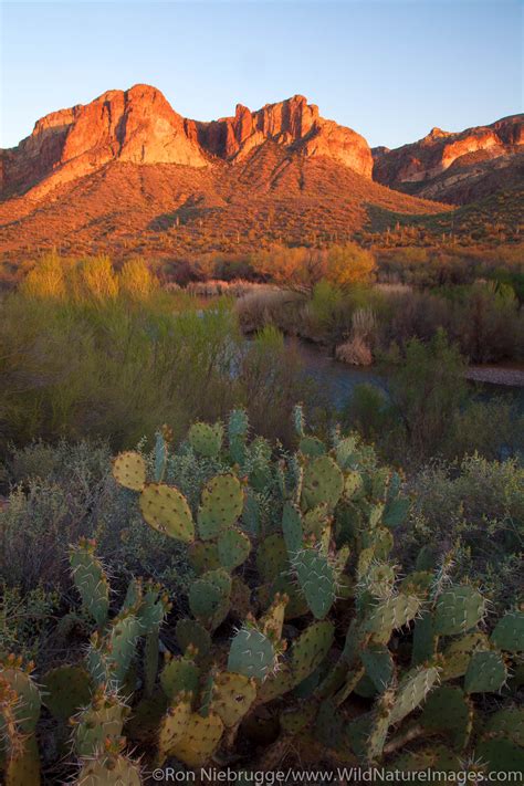 Salt River | Tonto National Forest, Arizona. | Photos by Ron Niebrugge