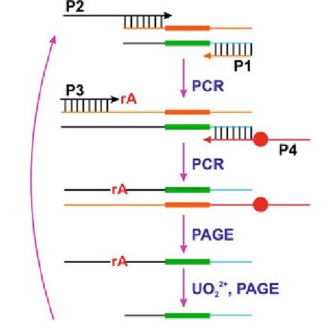 Functionalization Of Dna On Aunps Through A Thiolau Interaction B