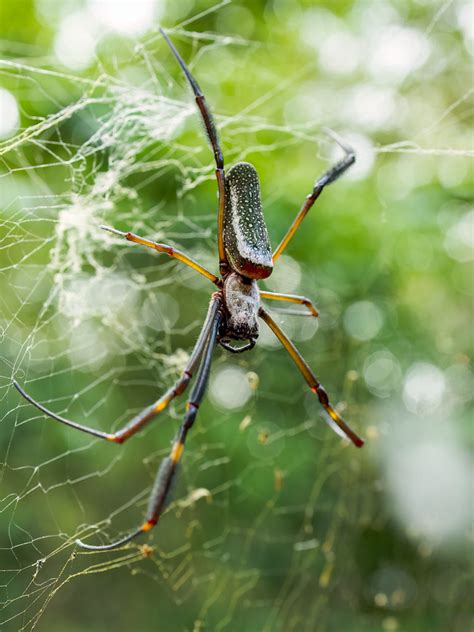 Trichonephila Clavipes Golden Silk Orb Weaver Nephilid Flickr