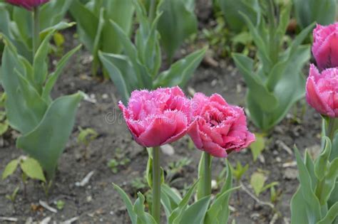 Tulips Purple Colors Stock Image Image Of Purity Colors 92134749