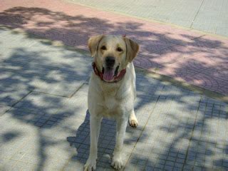 Blog My Pet Origen E Historia Del Perro Labrador