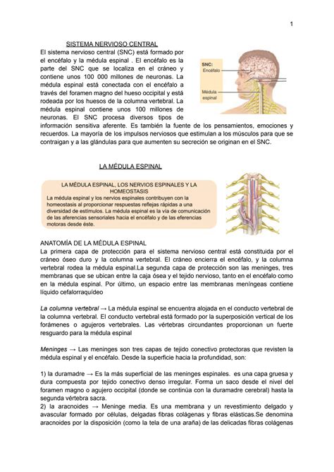 Solution Sistema Nervioso Central Studypool