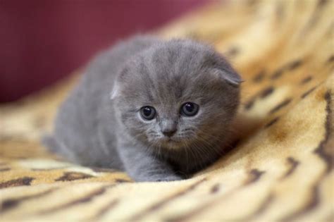 Милые шотландские вислоухие коты и котята (100 фото) ⚡ Фаник.ру