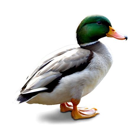 Download Duck Profile Png 16