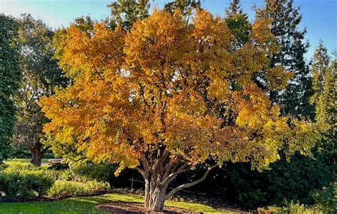 grow  care  katsura tree