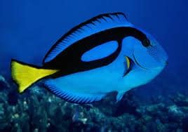 Tank Tank Mates Tang Fish Tank Mates Surgeonfish Tank Mates