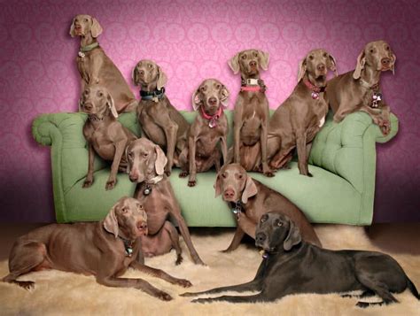 Todo Sobre El Perro Braco De Weimar Weimaraner Precios Tipos