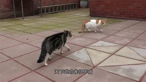 4只猫咪围殴狗子真是太惨了网友第一次见猫咪打群架新浪新闻