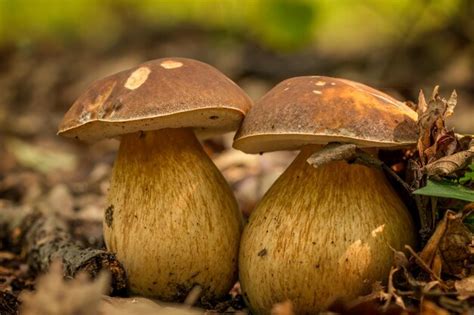 Premium Photo Close Up Of Edible Porcini Mushroom Boletus Edulis On