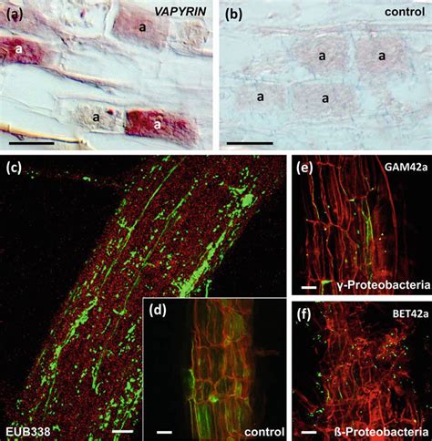 1 In Situ Hybridization Techniques For Gene Expression Analysis And