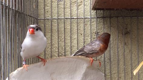 Full Orange Grey Penguin Zebra Finch Youtube