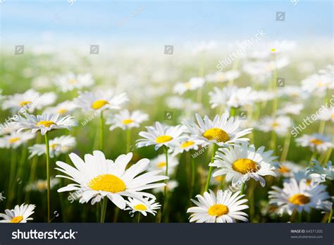 Field Daisy Flowers Stock Photo (Edit Now) 64371205