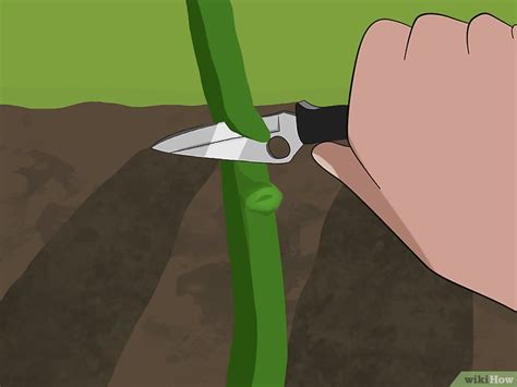 Cómo injertar rosas 14 Pasos con imágenes wikiHow