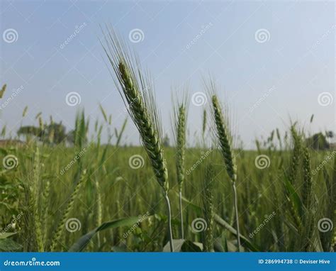 Rabi Crops India Field Wheat Stock Photos Free And Royalty Free Stock