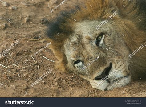 Asiatic Lion Conservation Status Endangered Species Stock Photo ...