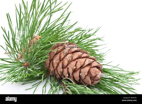 Кедр сибирский рисунок (Много фото!) - drawpics.ru