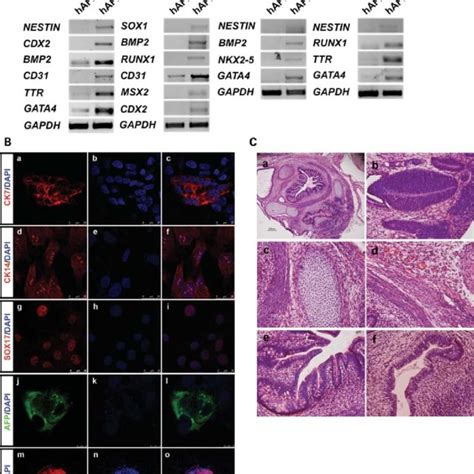 Characterization Of Hafdc Ips Cells A Hafdc Ips Cell Lines