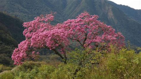 Har N Un Parque De Flora Aut Ctona En Jujuy Somos Jujuy