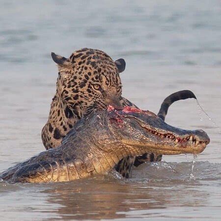 Jaw Of Africa Safaris - Arusha | Tripadvisor