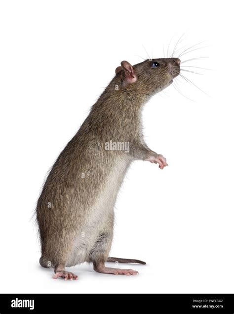 Adorable Brown Pet Rat Standing Side Ways On Hind Legs Nose Up