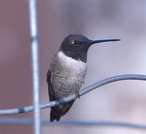 Black Chinned Hummingbird Peterschneekloth Flickr