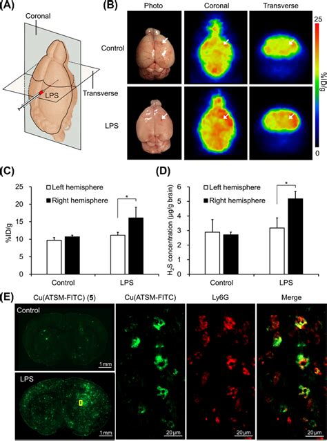 Dual Nuclear And Fluorescence Imaging Of Cu Atsm Fitc For The In Vivo Download Scientific