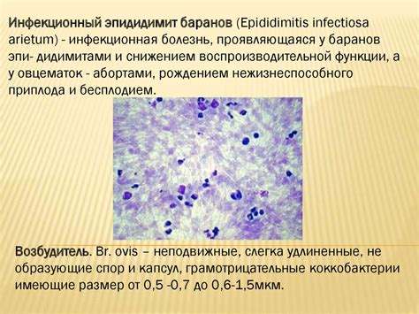 Инфекционный эпидидимит баранов - презентация онлайн