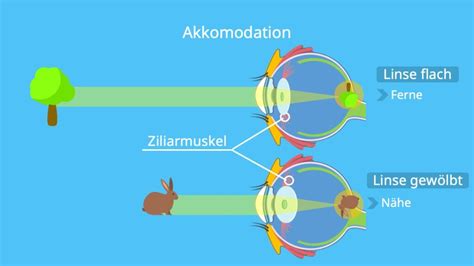 Das Auge Aufbau Funktion Mit Video