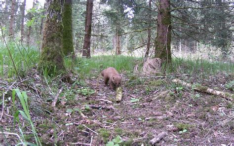 Wildkamera Baummarder Im Revier