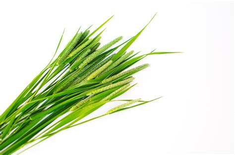 Green Grass Timothygrass On A White Background Stock Photo Download