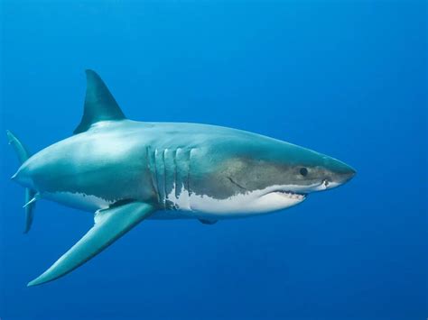 Save Our Seas Foundation joins shark conservation fund to save sharks ...