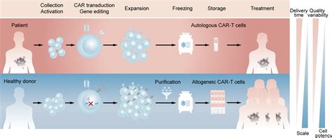 Frontiers Strategies For Overcoming Bottlenecks In Allogeneic Car T